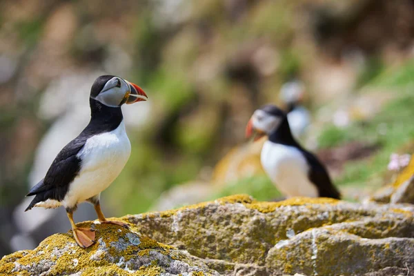 Puffin birds sulle isole Saltee in Irlanda, Fratercula arctica — Foto Stock