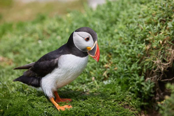 Aves Puffin Nas Ilhas Saltee Irlanda Perto Seu Ninho — Fotografia de Stock