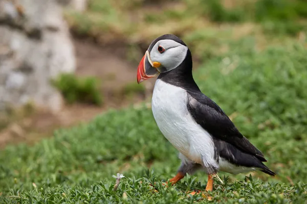 Aves Puffin Nas Ilhas Saltee Irlanda Perto Seu Ninho — Fotografia de Stock