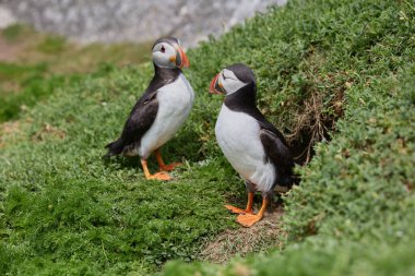 martı kuşları İrlanda 'daki Saltee Adaları' nda yuvalarının yanında..