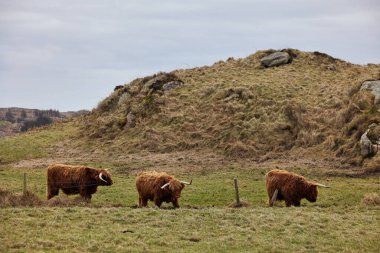 Bir çiftlikte otlayan bir grup İskoç ineği. İrlanda, Donegal Şirketi