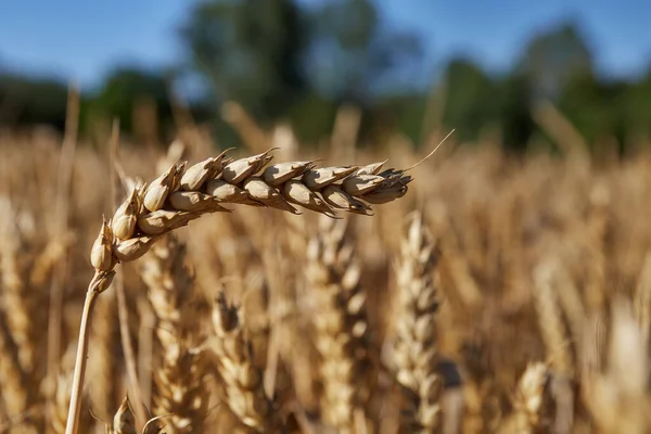 close up of wheat cereal field. great detail of ear of corn in foreground.