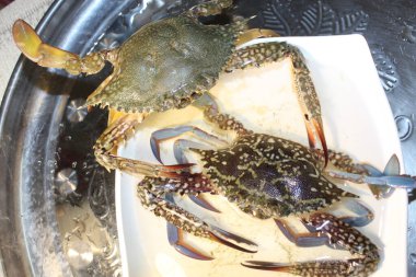 Canlı yengeç. Okyanus kıyısında taze deniz ürünleri yengeci. 