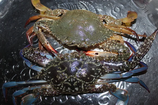 Crabs Fresh Animal Live Silver Plate Shot Conceptual — Stock Photo, Image