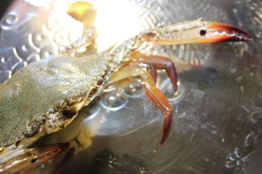 Canlı yengeç. Okyanus kıyısında taze deniz ürünleri yengeci. 