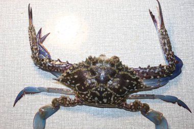 Okyanus çiftinin cilt güzelliği canlı yengeç parlıyor kıyıda taze deniz ürünleri yengeci 