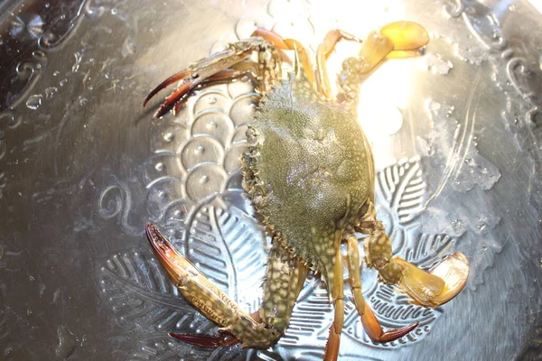 Caranguejo Vivo Brilhando Caranguejo Frutos Mar Frescos Costa Oceano Captura — Fotografia de Stock