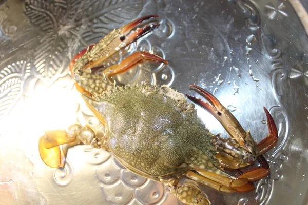 Live Crab Shining Fresh Seafood Crab Catch Ocean Shore — Stock Photo, Image