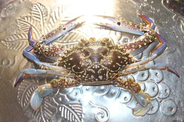 Océan Vivant Crabe Brillant Crabe Fruits Mer Frais Sur Rivage — Photo
