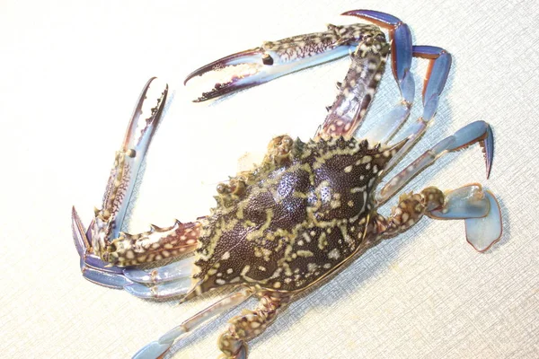 Hud Bra Utseende Från Havet Levande Krabba Lysande Färska Skaldjur — Stockfoto