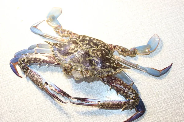 Huid Ziet Goed Uit Van Oceaan Leven Krab Glanzend Verse — Stockfoto