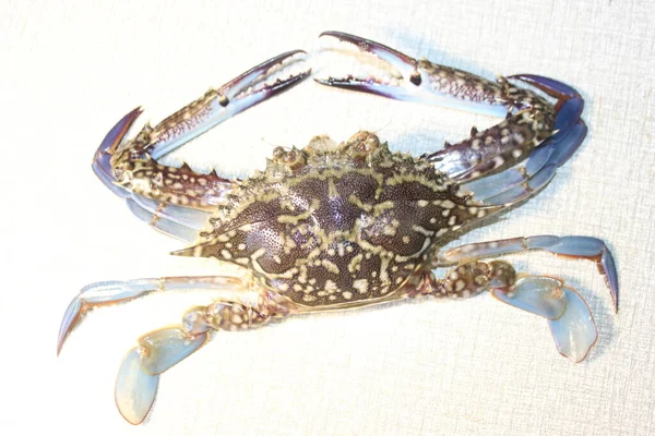 Skin Good Looks Ocean Live Crab Shining Fresh Seafood Crab — Stock Photo, Image