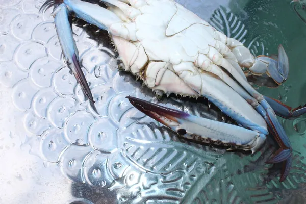 Crab Proaspăt Din Ocean — Fotografie, imagine de stoc