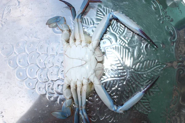 Lying Shining Fresh Seafood Crab Catch Shore — Stock Photo, Image