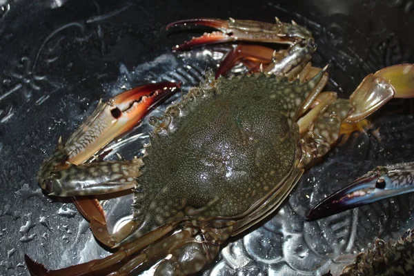 Casal Oceano Caranguejo Vivo Brilhando Caranguejo Frutos Mar Frescos Costa — Fotografia de Stock