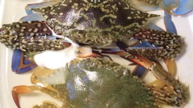 Okyanusta taze yengeç avı yuvarlanırken masa üstü kavramsal çekim