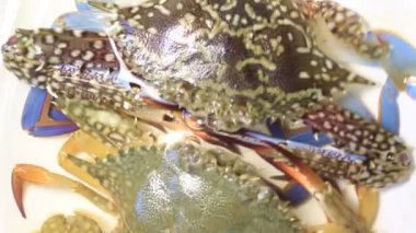 Güzel, sağlıklı bir çift yengeç sanatsal görünür ve okyanus kıyısından canlı avlanır.