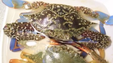 Güzel, sağlıklı bir çift yengeç sanatsal görünür ve okyanus kıyısından canlı avlanır.