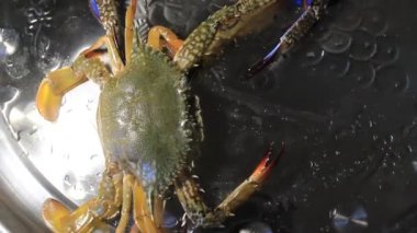 Güzel, sağlıklı bir çift yengeç sanatsal görünür ve okyanus kıyısından canlı avlanır.