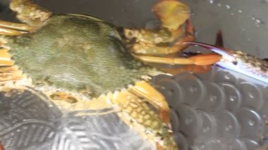 Güzel, sağlıklı bir çift yengeç sanatsal görünür ve okyanus kıyısından canlı avlanır.