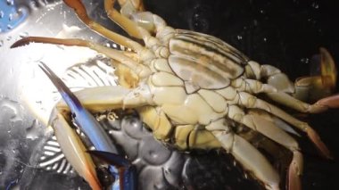 Güzel, sağlıklı bir çift yengeç sanatsal görünür ve okyanus kıyısından canlı avlanır.