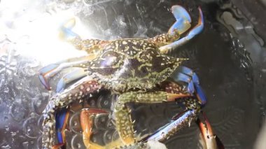 Güzel, sağlıklı bir çift yengeç sanatsal görünür ve okyanus kıyısından canlı avlanır.