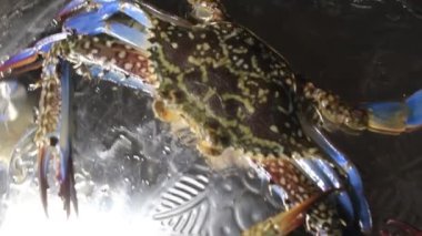 Güzel, sağlıklı bir çift yengeç sanatsal görünür ve okyanus kıyısından canlı avlanır.