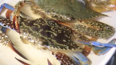 Güzel, sağlıklı bir çift yengeç sanatsal görünür ve okyanus kıyısından canlı avlanır.