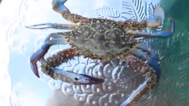 Güzel, sağlıklı bir çift yengeç sanatsal görünür ve okyanus kıyısından canlı avlanır.