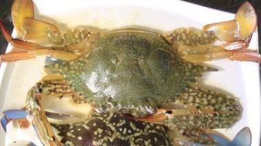 Güzel, sağlıklı bir çift yengeç sanatsal görünür ve okyanus kıyısından canlı avlanır.