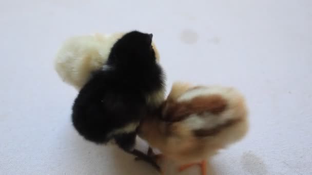 Κοτόπουλο Μικρό Για Σίτιση Ώρα Για Φύλλα Βάσης Για Τροχαίο — Αρχείο Βίντεο