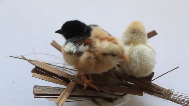 Pollo Piccolo Ora Alimentazione Foglia Base Rotolamento Sparano — Video Stock