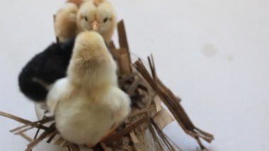 Beslenme saatinde Küçük Tavuk Yuvarlanan Atışta Yaprak