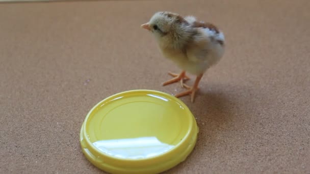 小鸡在等待食物喂食时间 — 图库视频影像