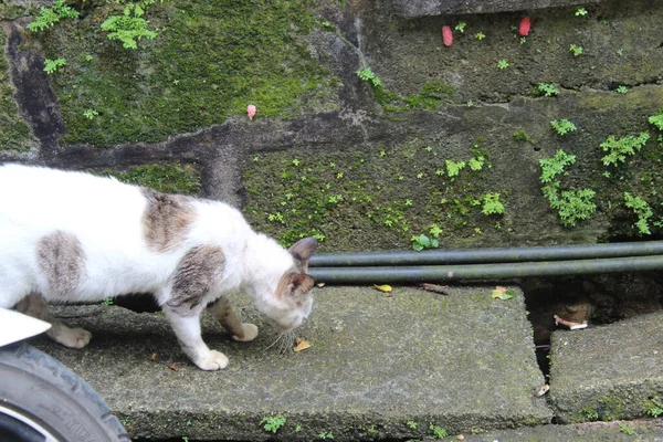 Büyüyen yaprak bahçesi olan bir duvarda duran kedi.