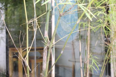 Bahçe Bahçesi 'nin dinlenme alanında doğa yeşili bir bambu yaprağı.