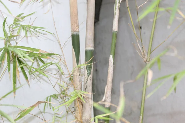 Hoja Verde Naturaleza Bambú Jardín Patio Área Recreación — Foto de Stock