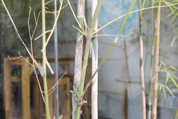 Bahçe Bahçesi Nin Dinlenme Alanında Doğa Yeşili Bir Bambu Yaprağı — Stok fotoğraf