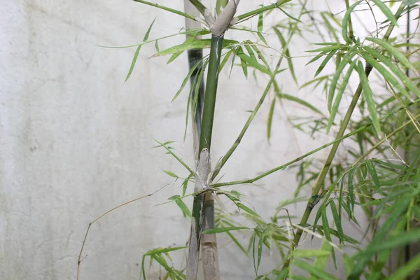 Hoja Verde Naturaleza Bambú Jardín Patio Área Recreación — Foto de Stock