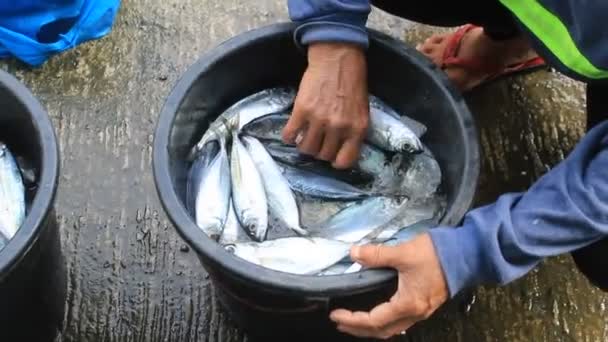 Prodavač Ryb Muž Prodavač Této Ryby Přinést Přední Části Domu — Stock video
