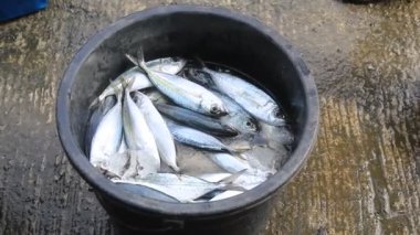 Balık Satıcısı, evin önüne getirdiği balıkların satıcısını House 'a teslim etti. 