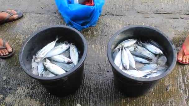 Vendedor Peixe Homem Vendedor Que Peixes Trazem Frente Casa Entregue — Vídeo de Stock