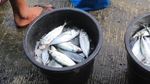 Ψάρι Προμηθευτής Man Πωλητής Του Ότι Ψάρια Φέρνουν Στο Μπροστινό — Αρχείο Βίντεο