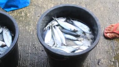 Balık Satıcısı, evin önüne getirdiği balıkların satıcısını House 'a teslim etti. 