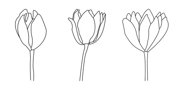 Flores Línea Ilustración Juego Impresiones Minimalistas — Vector de stock