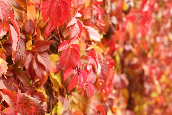 Sonbahar - kırmızı, sarı, turuncu, yeşil yapraklar Virginia sarmaşığında. Yakın çekim.