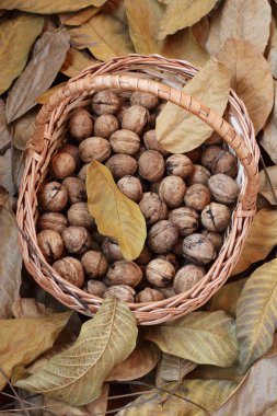 Yeşil kabuklarından taze koparılmış ve soyulmuş cevizler kuru ceviz yaprakları serpiştirilmiş ahşap bir güvertede hasır bir sepetin içinde yatıyor. Gün ışığı. Yakın çekim.