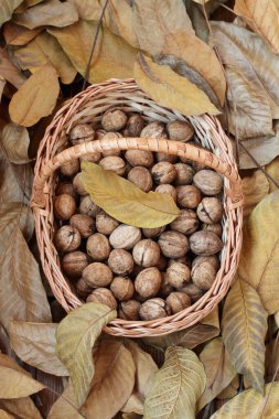Yeşil kabuklarından taze koparılmış ve soyulmuş cevizler kuru ceviz yaprakları serpiştirilmiş ahşap bir güvertede hasır bir sepetin içinde yatıyor. Gün ışığı. Yakın çekim.