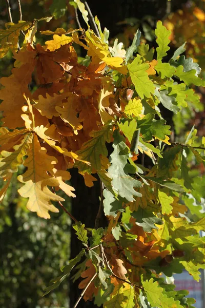Herfst Eikenbomen Met Gele Groene Oranje Bladeren Verlicht Door Zonnestralen — Stockfoto