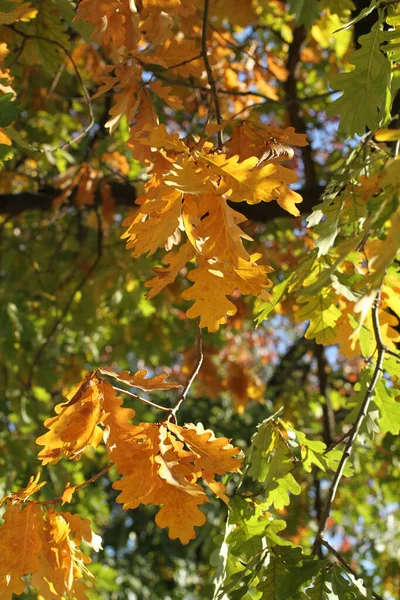 Herfst Eikenbomen Met Gele Groene Oranje Bladeren Verlicht Door Zonnestralen — Stockfoto